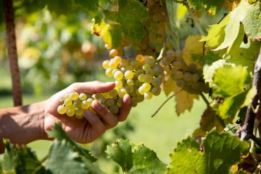 İtalya 'daki hasat sırasında üzüm bağında üzüm kesen bir şarap üreticisinin elleri.