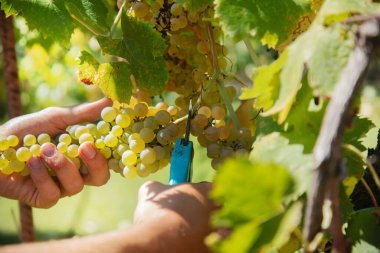 İtalya 'daki hasat sırasında üzüm bağında üzüm kesen bir şarap üreticisinin elleri.