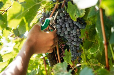 Organik İtalyan hasadı. Şarap üretimi için üzüm bağından üzüm toplayan çiftçinin elleri.