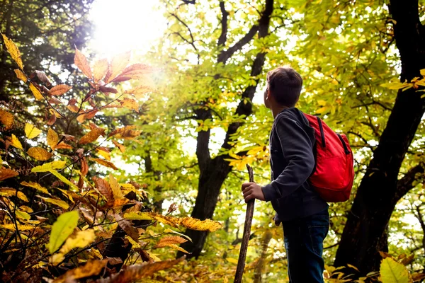 Pojken går ensam i skogen — Stockfoto