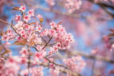 Pembe sakura çiçekleri Tayland