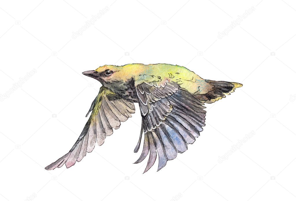 Watercolor hand drawn flying oriole. Clipart with a wild forest bird.