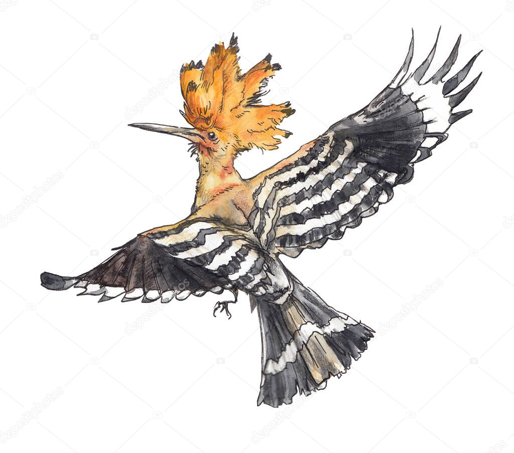 Watercolor hand drawn flying hoopoe. Clipart with a wild forest bird.