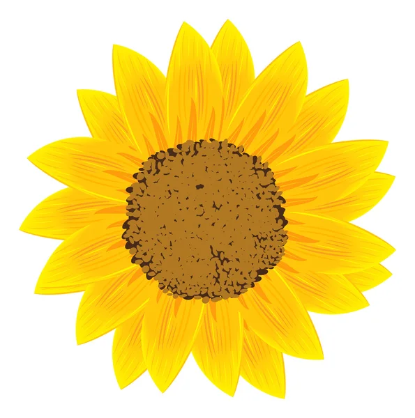 Hermoso amarillo pétalos de girasol primer plano — Archivo Imágenes Vectoriales