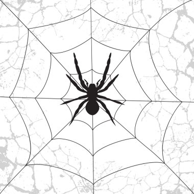 örümcek web üzerinde