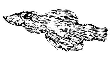 Siyah beyaz uçan kuş