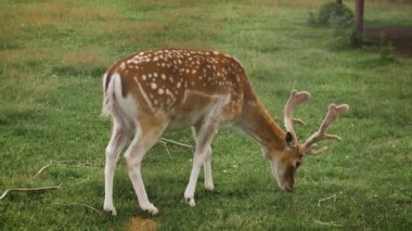 Fallow geyiği ağılda otluyor ve ot yiyor.