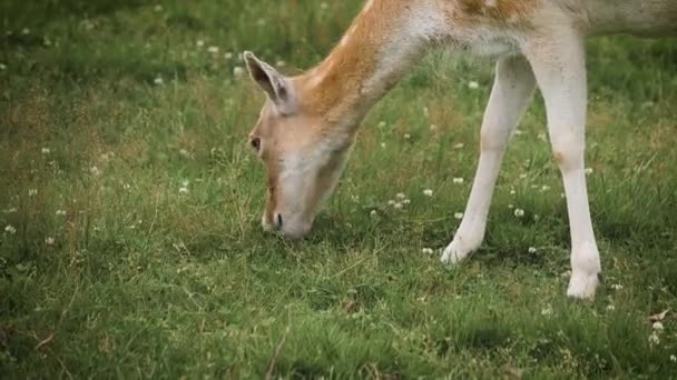 Aranyos parlagi szarvas legeltetés a karámban és fűevés — Stock videók