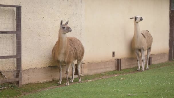 Two cute llamas are staying and looking interesting — Stock Video