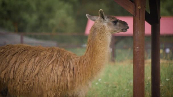 Cute brown llama is standing in the corral — Stock Video