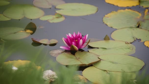 池塘上美丽的粉红百合花. — 图库视频影像