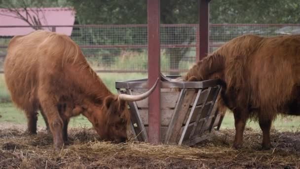 Schottische Hochlandrinder fressen im Gehege. — Stockvideo