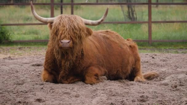 El ganado escocés de las Highlands yace en el suelo — Vídeos de Stock