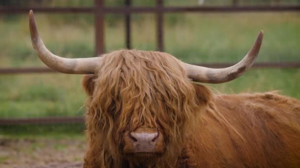 Detailní záběr krásného skotského skotu z Vysočiny — Stock video