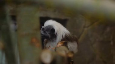 Pamuk helvalı tamarin bir ağaç dalında duruyor.