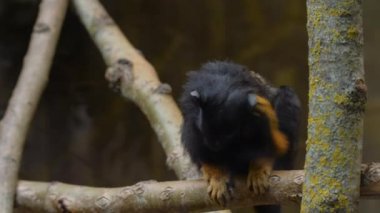 Ağaç dalında iki tatlı kırmızı elli tamarin.