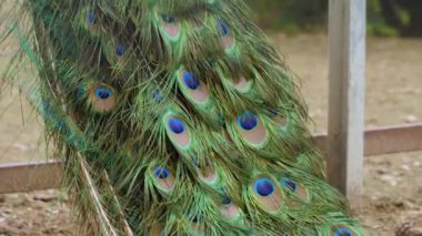 Güzel Hintli tavus kuşu Pavo Cristatus 