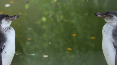 İki tatlı beyaz yüzgeçli penguen. Eudyptula minör albosignata