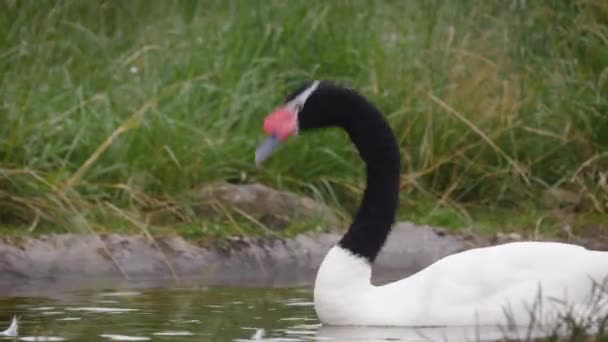 Fekete nyakú hattyú úszik a tóban. — Stock videók