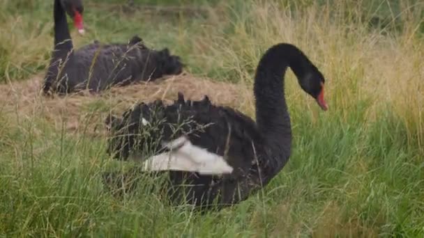 Dos lindos cisnes negros están masticando hierba — Vídeos de Stock