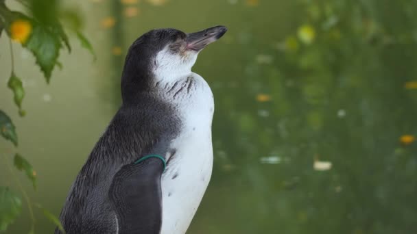 Lindo pingüino de aleta blanca. Eudyptula minor albosignata — Vídeos de Stock