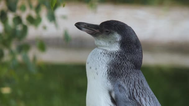 Симпатичный пингвин с белыми флипперсами. Eudyptula minor albosignata — стоковое видео