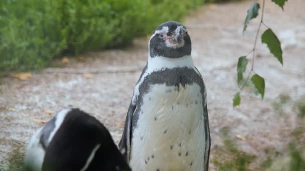 Lindo retrato de Humboldt o Pingüino Peruano — Vídeo de stock