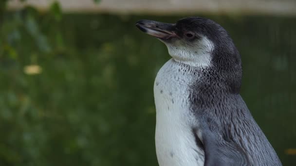 Słodki, biały pingwin. Albosignata drobna Eudyptula — Wideo stockowe