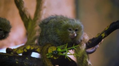 İki şirin pigme marmoset, Cebuella pygmaea