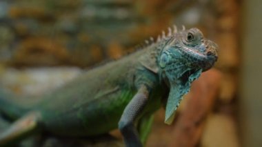 Güzel yeşil bir iguananın yakın çekimi.