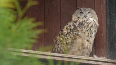 Güzel uykucu Avrasya Kartalı Baykuşu