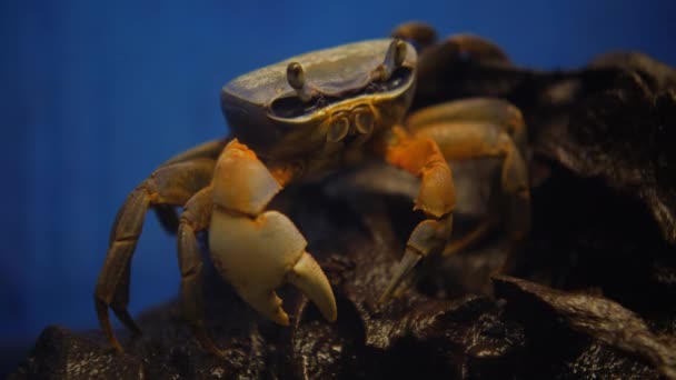 Färgglada regnbåge krabba, Cardisoma armatum — Stockvideo