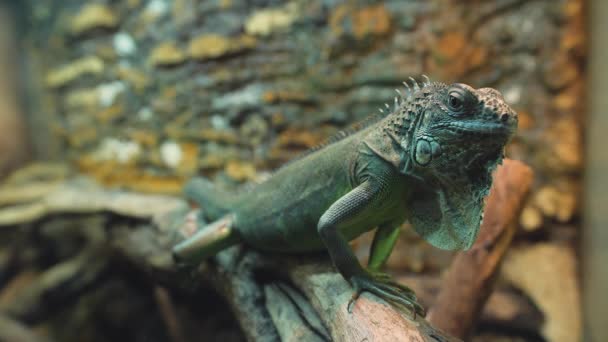 Close-up of a beautiful green iguana — Stock Video