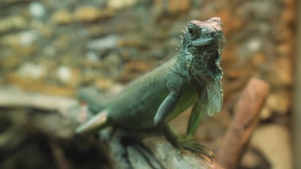 Close-up of a beautiful green iguana — Stock Video