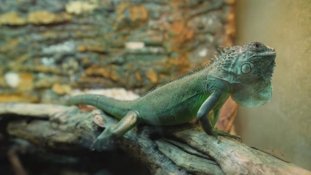 Portrait of a beautiful green iguana — Stock Video