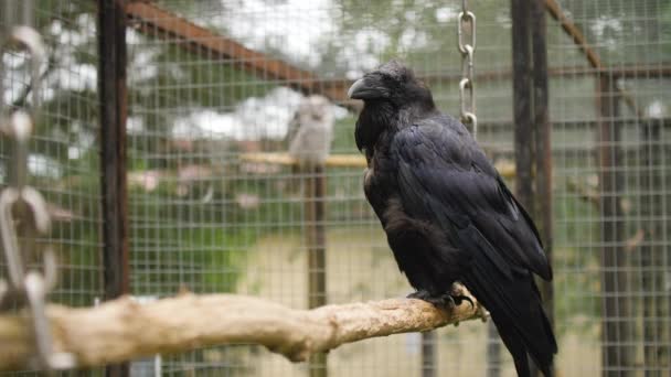 Black Common Raven sedí na větvi stromu — Stock video
