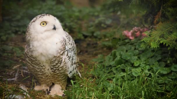 Vacker snöig uggla porträtt, Bubo scandiacus — Stockvideo