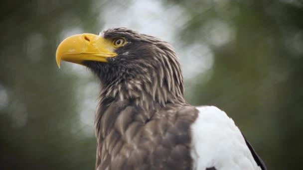 Piękny portret Stellers Sea Eagle — Wideo stockowe
