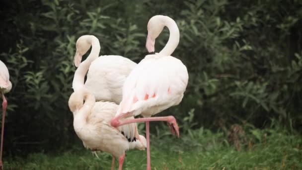 Trois beaux flamants roses plus grands ou communs — Video