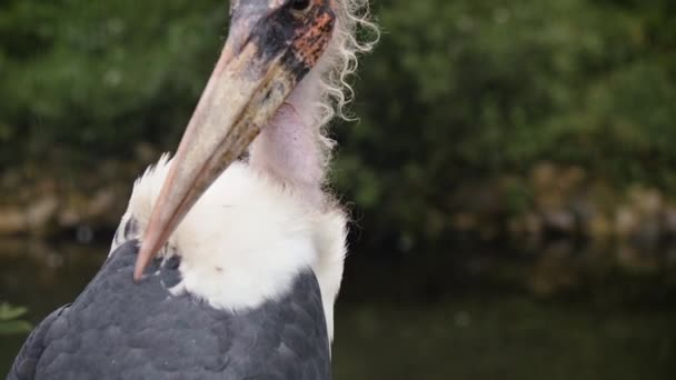 Κοντινό πλάνο του Marabou stork, Leptoptilos crumenifer — Αρχείο Βίντεο