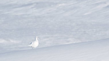 Pevek 'te gün boyunca kuzeyde terk edilmiş bir arazide beyaz bir kekliğin yürüyüşü.