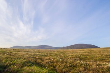 Mavi gökyüzünün altında, güneşli yaz mevsiminde, tepelerin arka planında Pevek 'te hafif bulutlarla birlikte Chukchi çayırlarında çiçek açıyor.