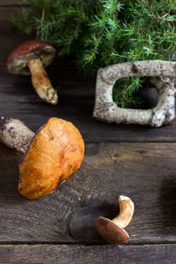 Orman mantar rustik ahşap tablo.