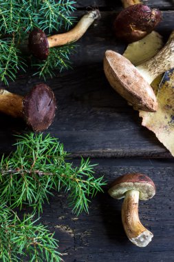 Orman mantar rustik ahşap tablo.