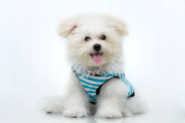 "Shih-tzu" puppy breed tiny dog , playfulness , loveliness — Stock Photo, Image