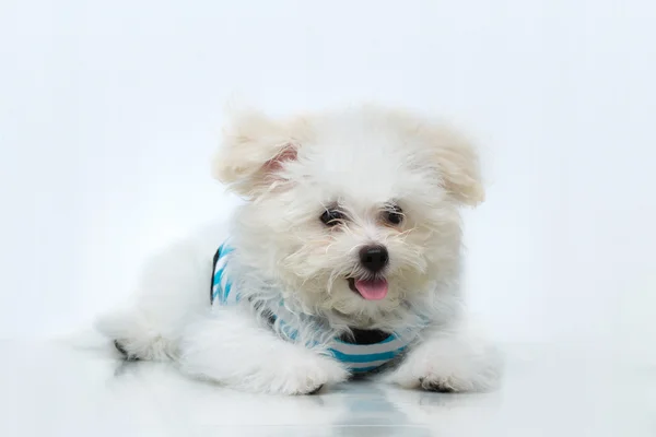 "Shih-tzu" puppy breed tiny dog , playfulness , loveliness — Stock Photo, Image