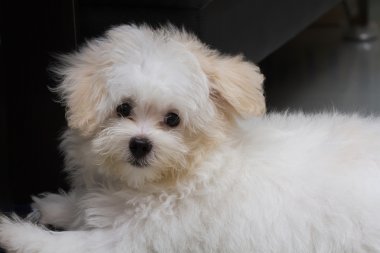 Shih tzu cins küçük köpek yavrusu, oyunculuk, hoşluk