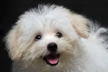 Shihtzu cins küçük köpek yavrusu, oyunculuk, hoşluk