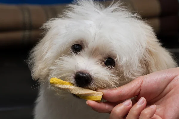 Shihtzu cachorro raça cão minúsculo, brincadeira, lindas — Fotografia de Stock