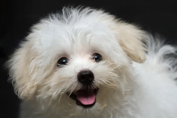 Shihtzu cachorro raça cão minúsculo, brincadeira, beleza — Fotografia de Stock